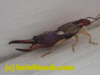 /home//u458753944/public_html/sourcegallery///Insects and small critters/earwigs (Dermaptera)/P4260010.JPG